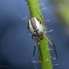 Tetragnathidae
