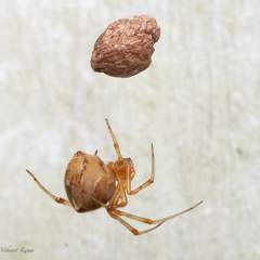 Theridiidae