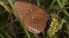 Euploea modesta modesta