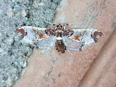 Neoleucinodes