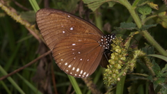 Euploea modesta modesta