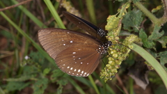 Euploea modesta modesta