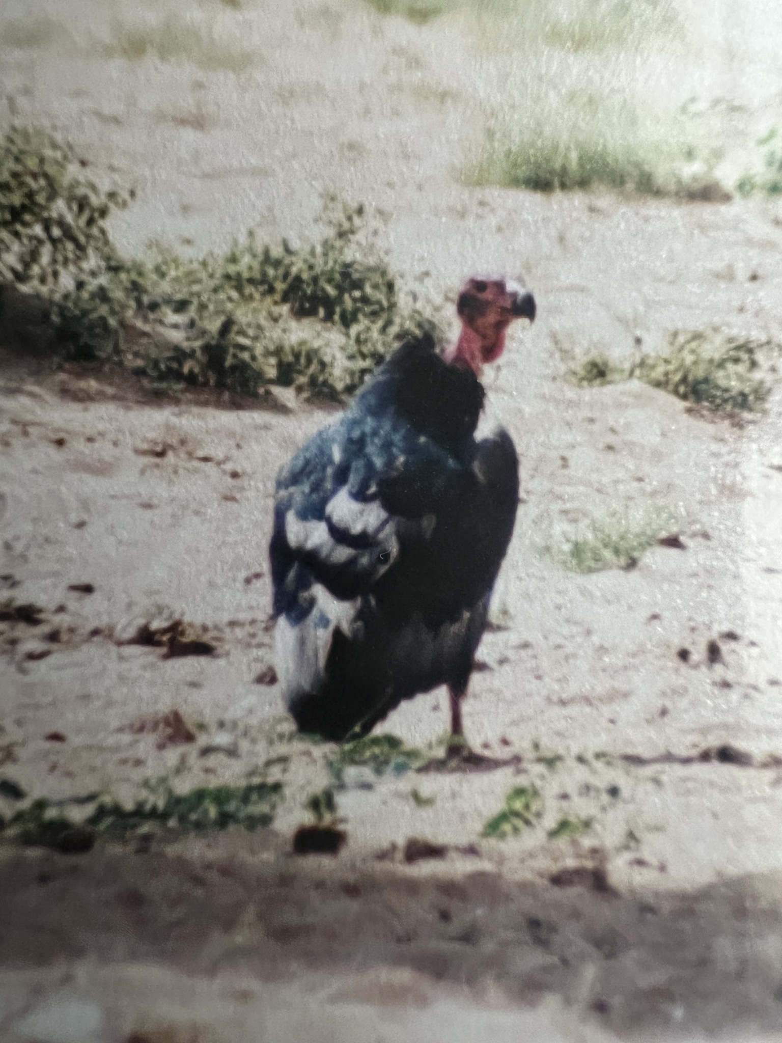 Red-headed Vulture