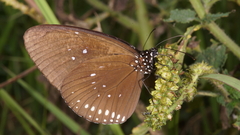 Euploea modesta modesta