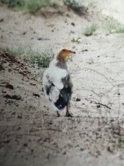 Neophron percnopterus