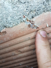 Neoleucinodes