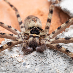 Heteropoda