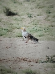 Neophron percnopterus