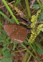 Euploea modesta modesta
