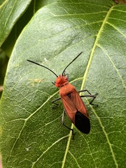 Leptocoris vicinus