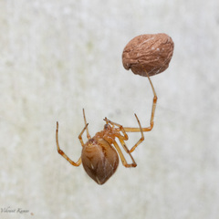 Theridiidae
