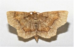 Metarranthis hypochraria