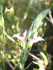 Muraltia knysnaensis