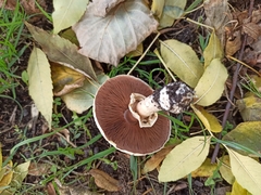 Agaricus