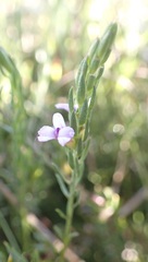 Muraltia knysnaensis