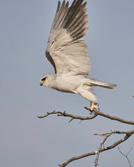 Elanus caeruleus caeruleus