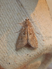 Elophila gyralis