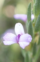 Muraltia knysnaensis