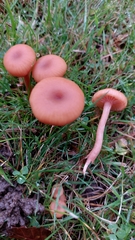 Laccaria laccata