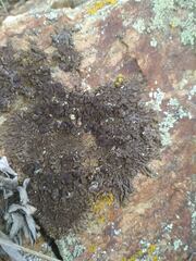 Xanthoparmelia pulla