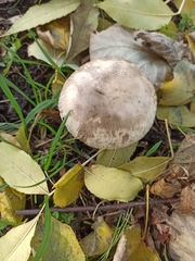 Agaricus