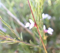 Muraltia knysnaensis