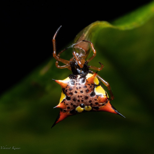 Phoroncidia aculeata