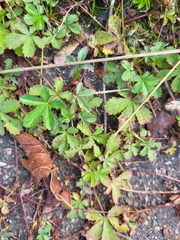 Potentilla reptans