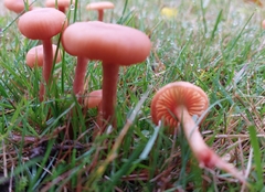 Laccaria laccata