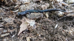 Plethodon metcalfi