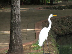 Ardea alba