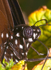 Euploea modesta modesta