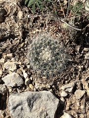 Mammillaria heyderi