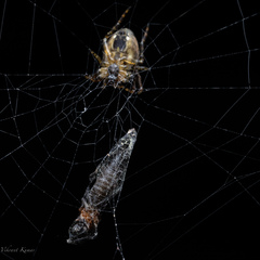 Araneidae