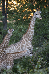 Giraffa camelopardalis giraffa