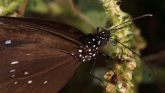 Euploea modesta modesta
