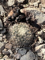 Mammillaria heyderi