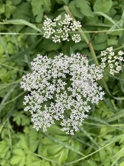 Aegopodium podagraria