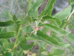 Sorapagus catalaunicus