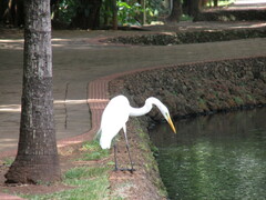 Ardea alba