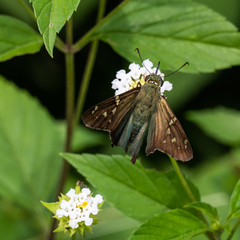 Urbanus proteus proteus