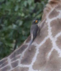 Giraffa camelopardalis giraffa