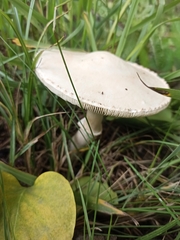 Leucoagaricus leucothites