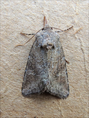 Lacinipolia meditata