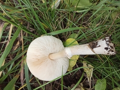 Leucoagaricus leucothites