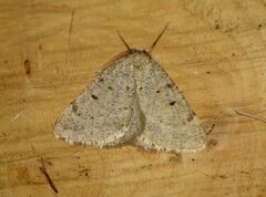 Dasypteroma thaumasia