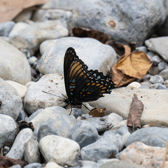 Limenitis arthemis arizonensis