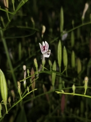 Andrographis paniculata