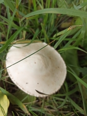 Leucoagaricus leucothites