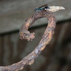 Chalybion zimmermanni